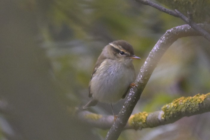 Yellow-browed Warbler