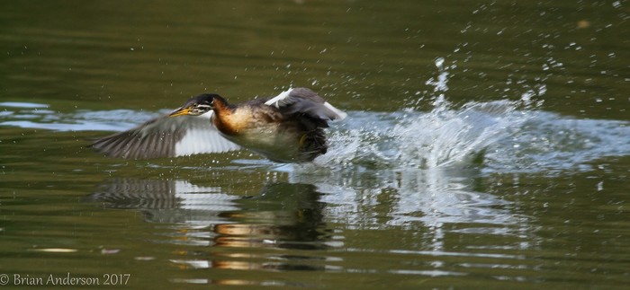 Red-necked Grebe