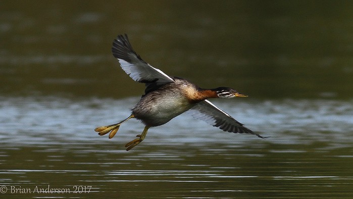 Red-necked Grebe
