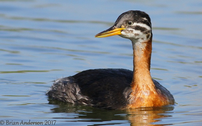 Red-necked Grebe