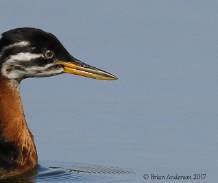 Red-necked Grebe