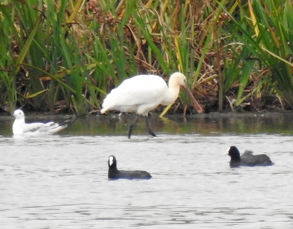Spoonbill