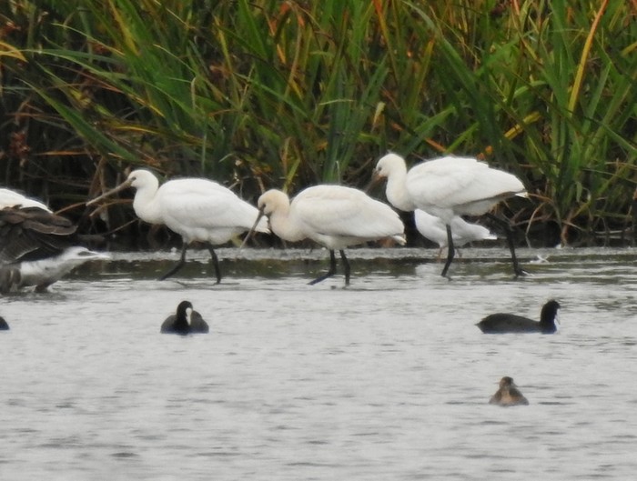 Spoonbill