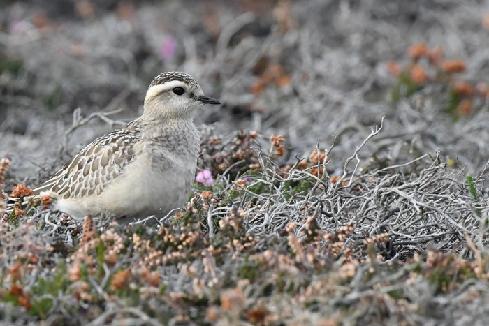Dotterel