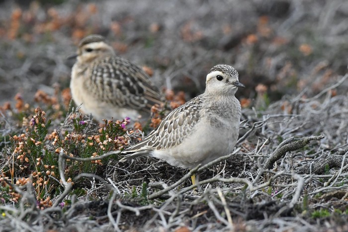 Dotterel