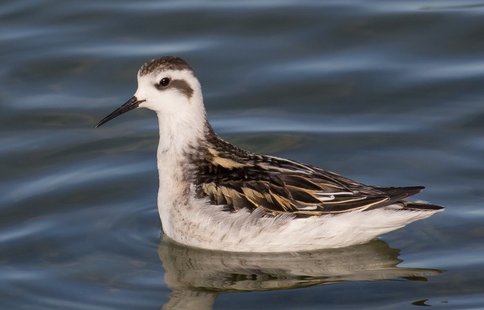 Red-necked Phalarope