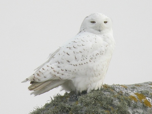 Snowy Owl