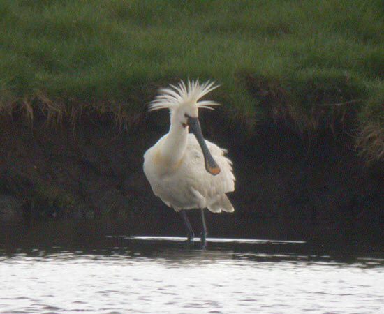Spoonbill