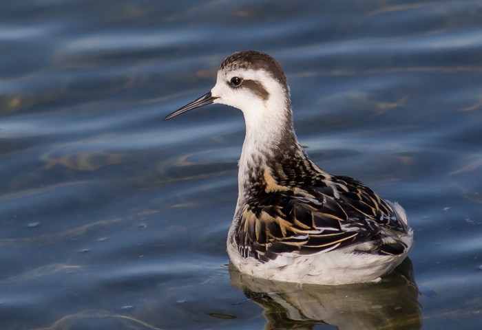Red-necked Phalarope