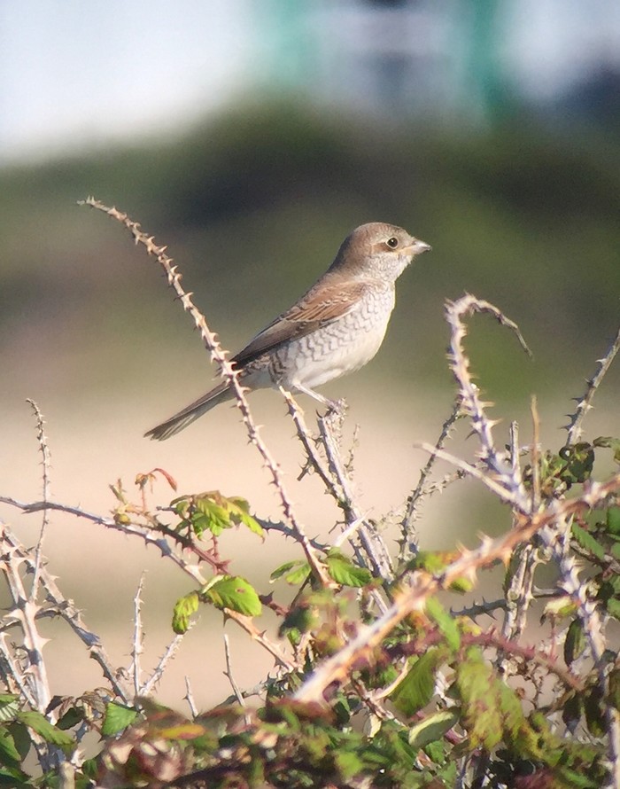 Red-backed Shrike