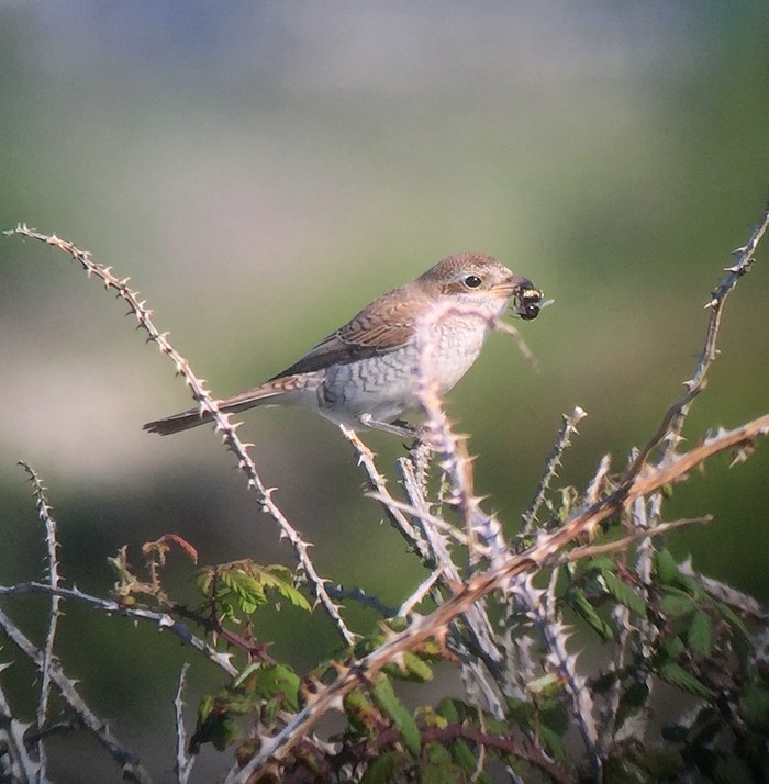 Red-backed Shrike