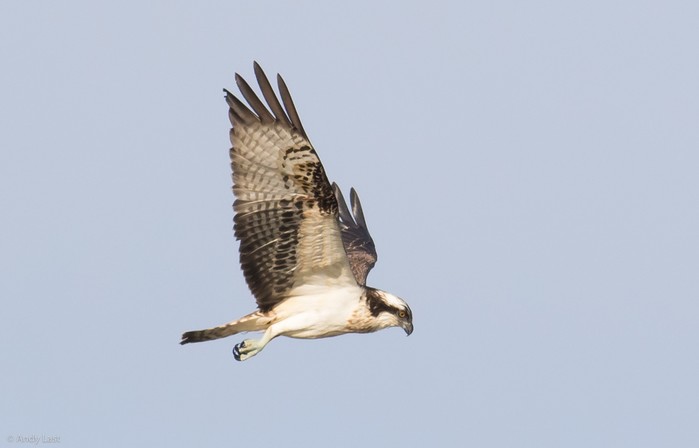 Osprey
