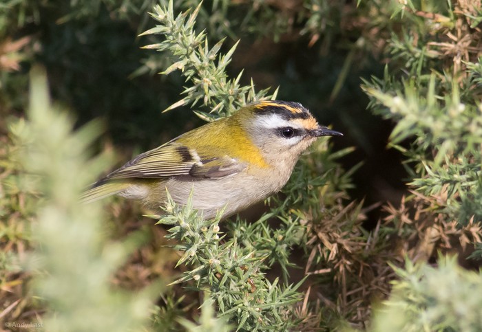 Firecrest