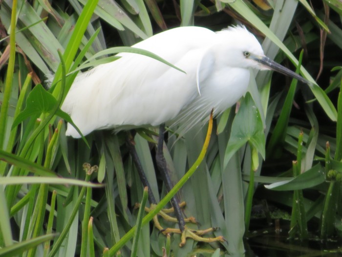 little egret 