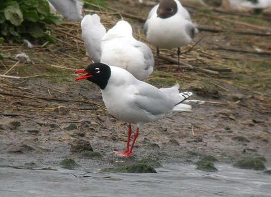 Mediterranean Gull