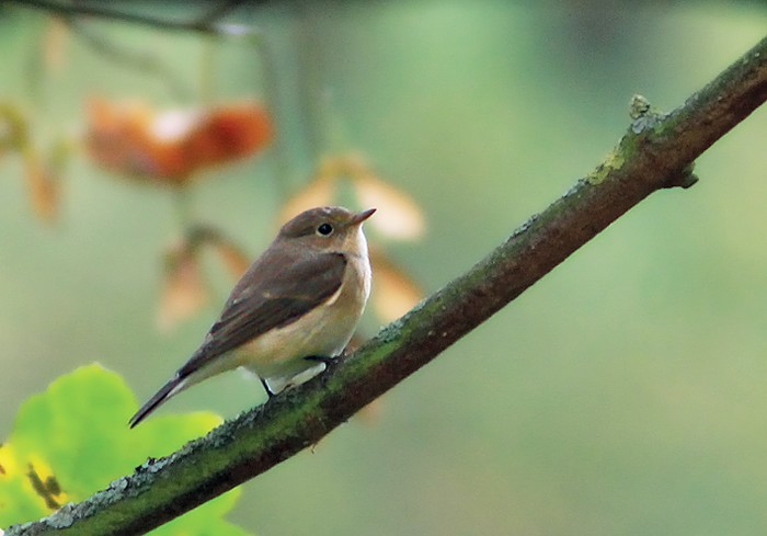 Red-breasted Flycatcher