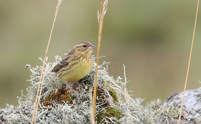 Yellow-breasted Bunting
