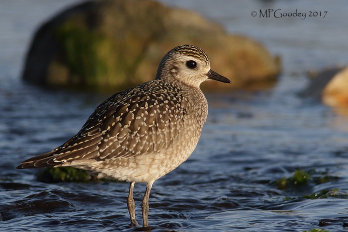 American Golden Plover