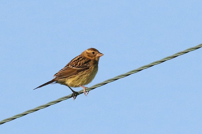 Yellow-breasted Bunting