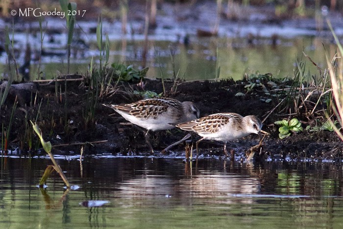 Little Stint