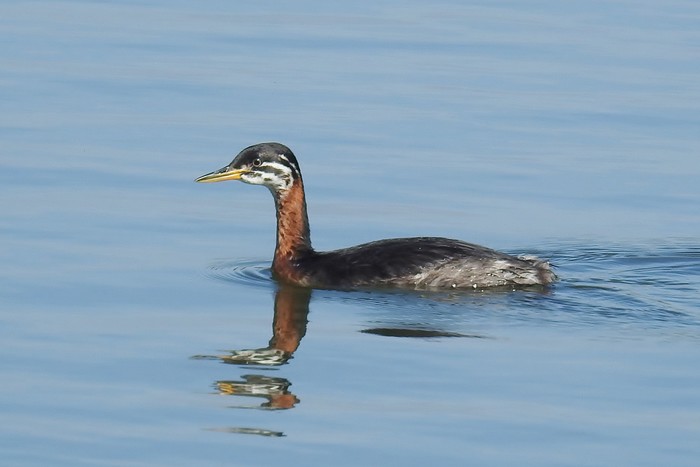 Red-necked Grebe