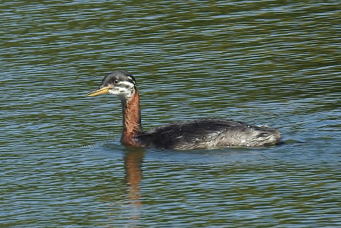 Red-necked Grebe