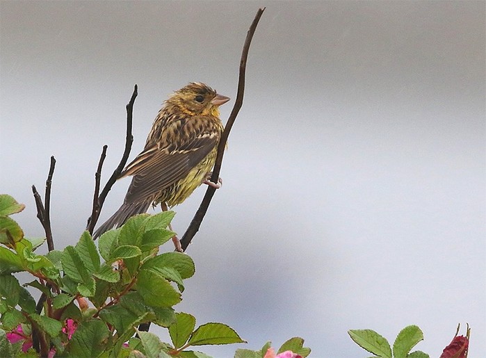 Yellow-breasted Bunting