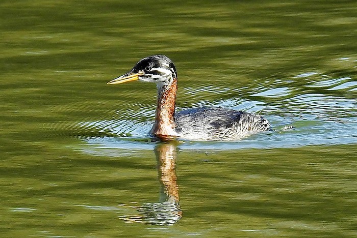 Red-necked Grebe