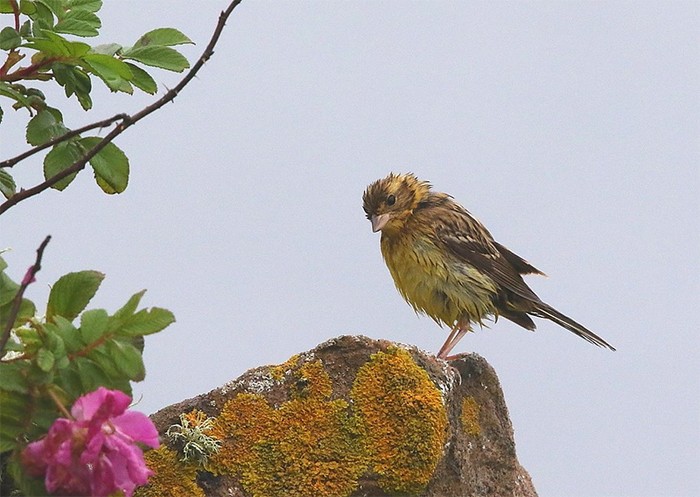 Yellow-breasted Bunting
