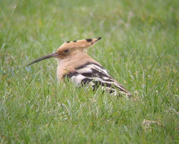 Hoopoe