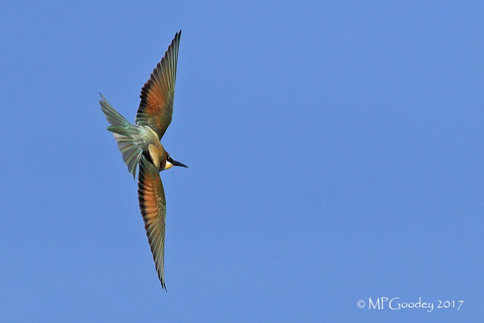 Bee-eater