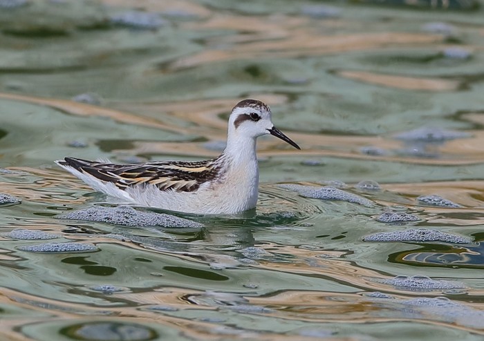 Red-necked Phalarope