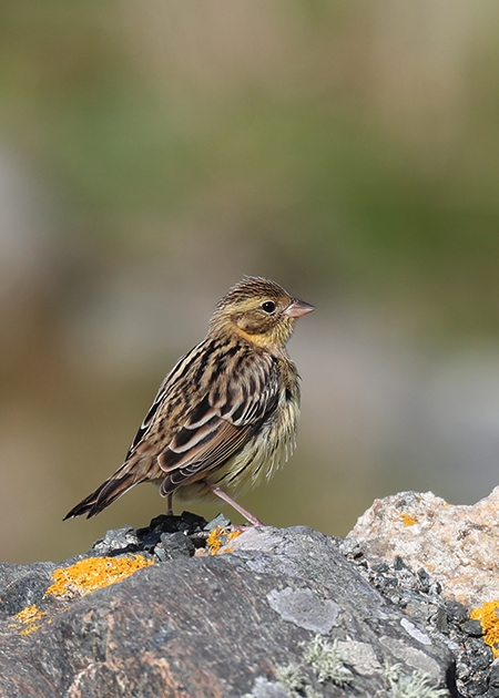 Yellow-breasted Bunting