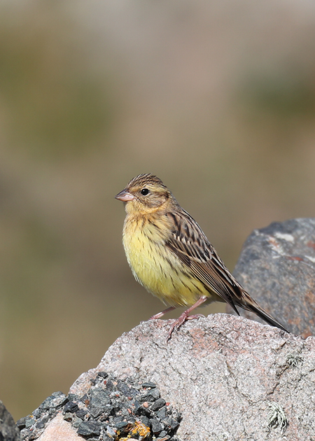 Yellow-breasted Bunting