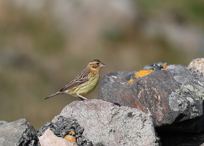 Yellow-breasted Bunting