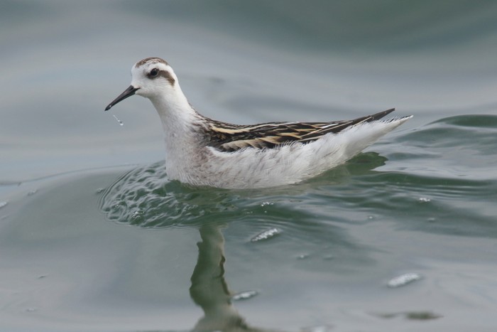 Red-necked Phalarope