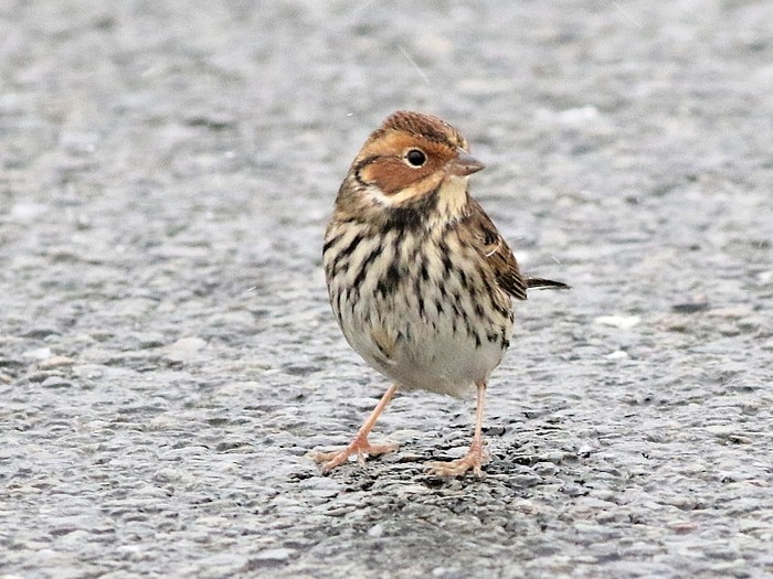 Little Bunting