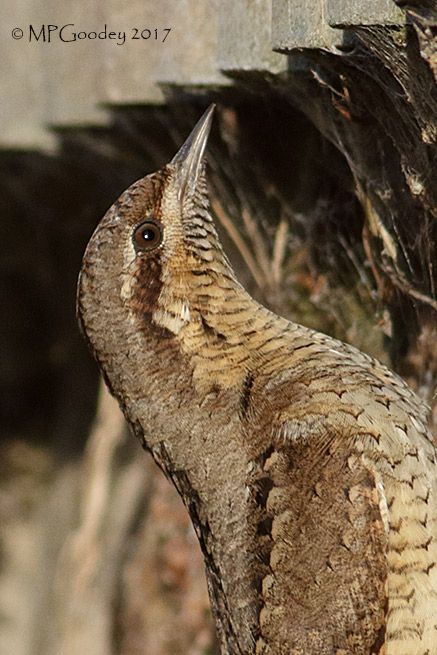 Wryneck