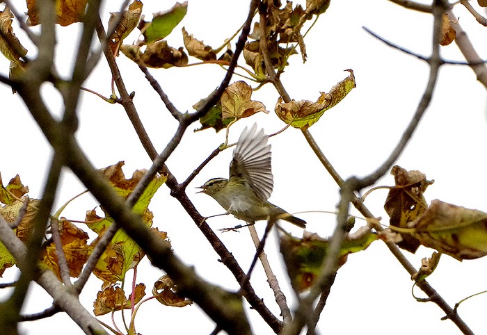 Yellow-browed Warbler