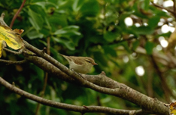 Greenish Warbler