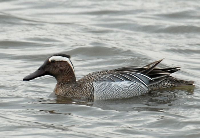 Garganey