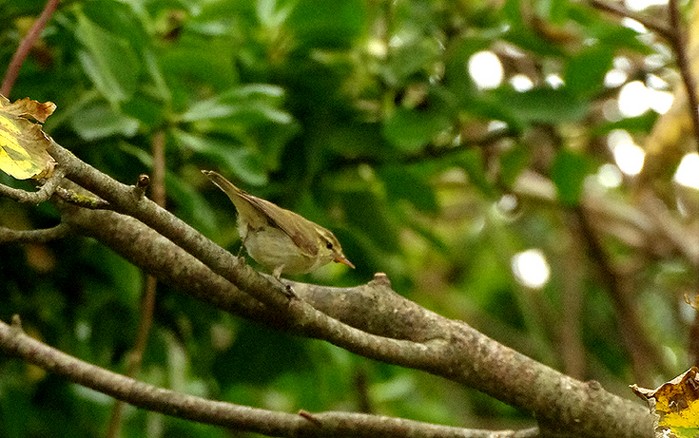 Greenish Warbler