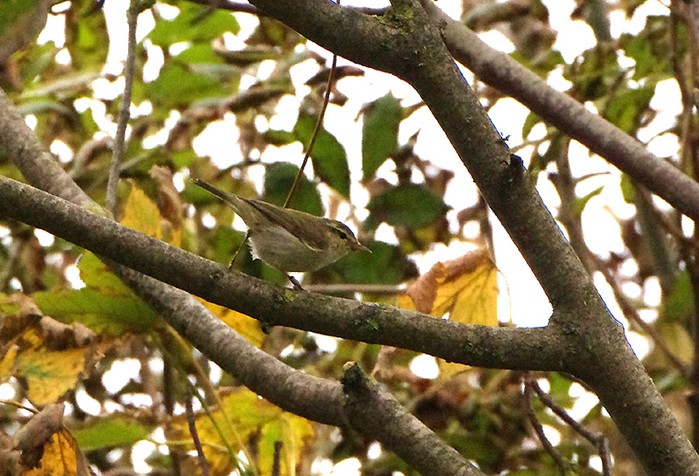Greenish Warbler