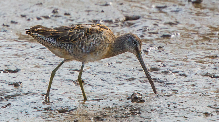 Long-billed Dowitcher