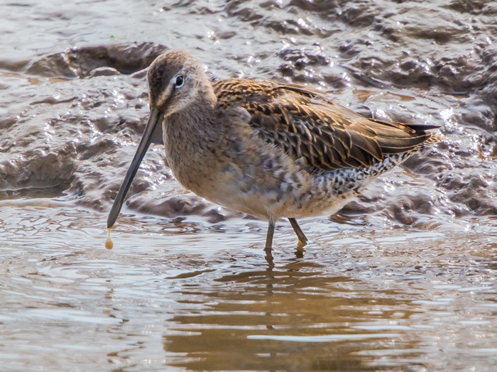 Long-billed Dowitcher