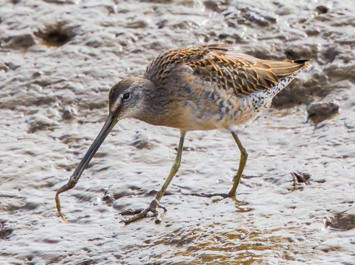 Long-billed Dowitcher