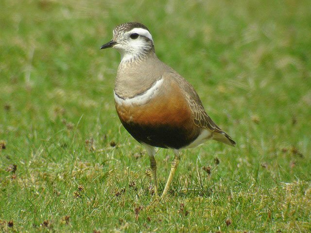 Dotterel