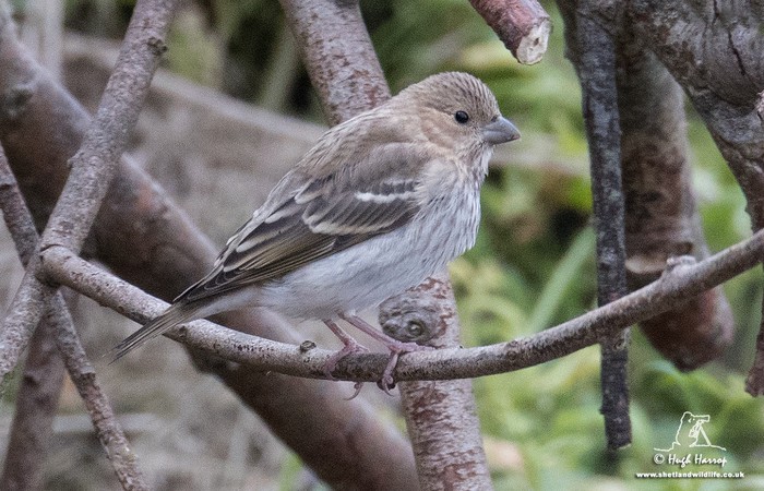 Common Rosefinch