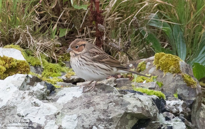 Little Bunting