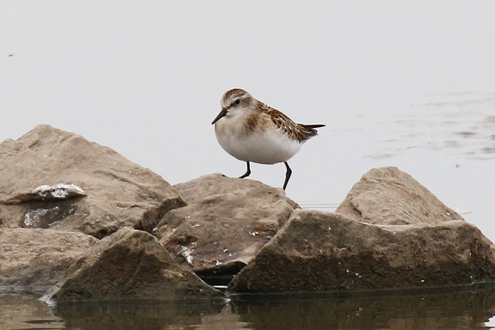 Little Stint